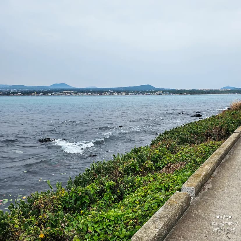 翰林邑(ハンリムウプ)飛揚島(ビヤンド)にもサボテンがあります。