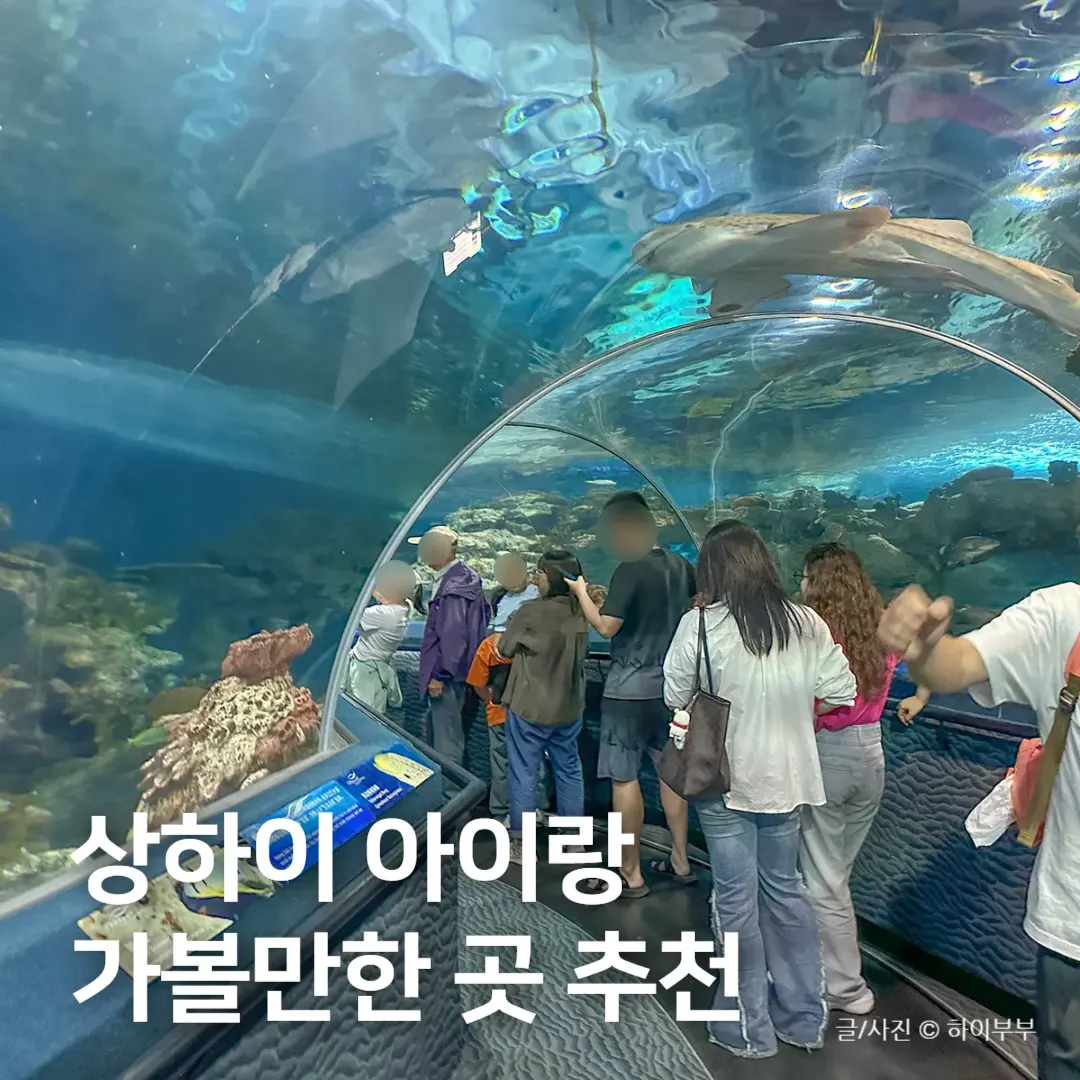 상하이 아이랑 가볼만한곳 추천, 상해 아쿠아리움 해양 수족관 입장권 예약