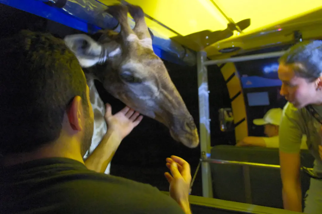 Vinpearl Safari Phu Quoc Night Tour 2026 Guide