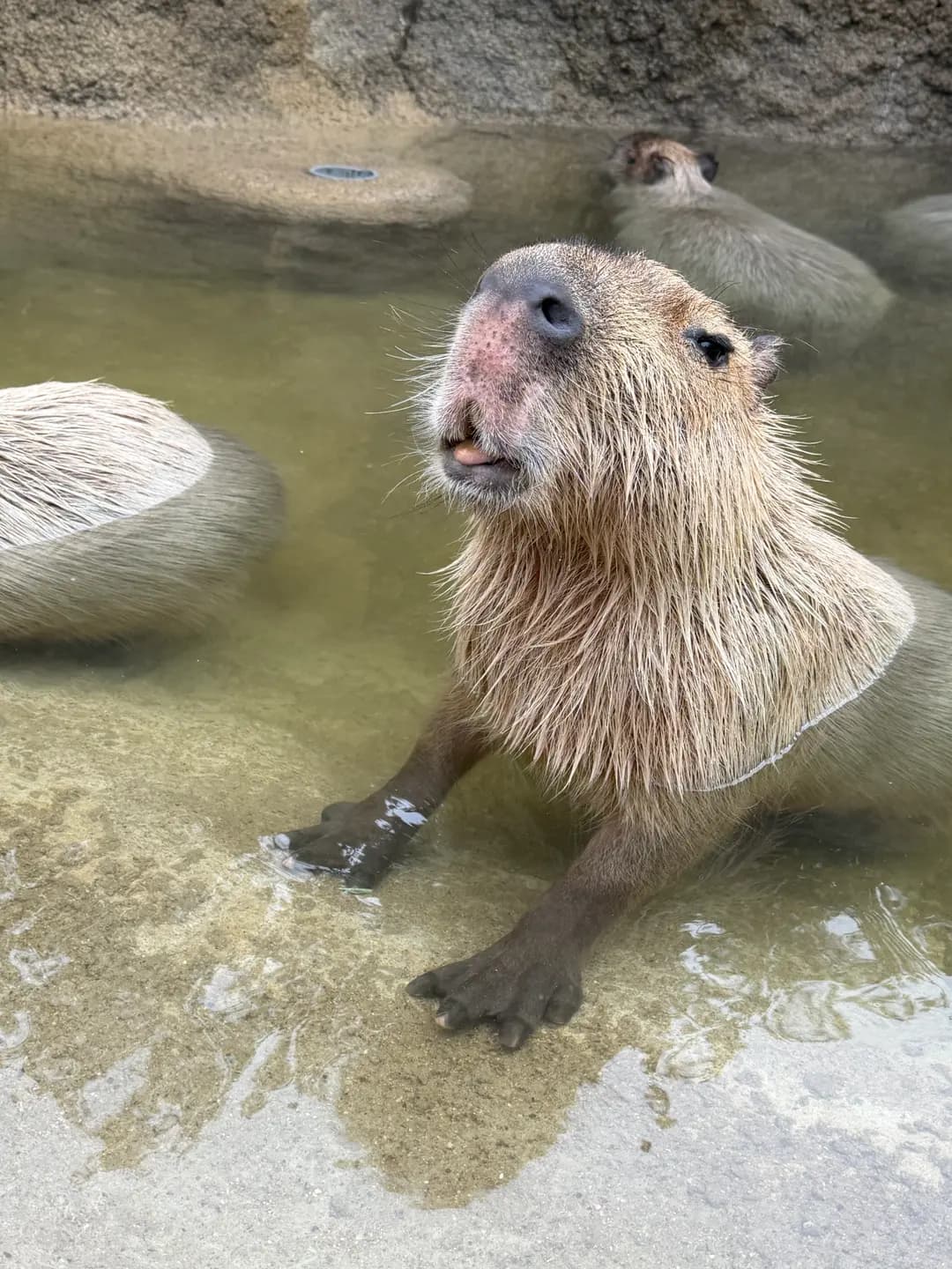 รีวิว Kobe Animal Kingdom 2026: วิธีไป & ตั๋วราคาคุ้ม