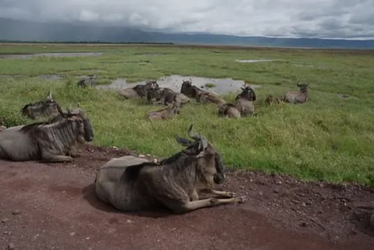 รีวิว Ngorongoro Crater แทนซาเนีย: ทัวร์ซาฟารีวันสุดท้าย