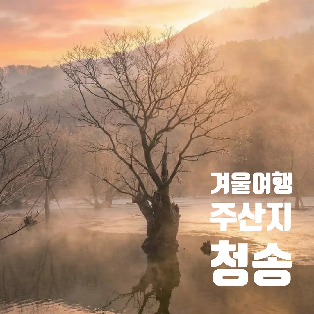 주왕산 청송 가볼만한곳 주산지 겨울 여행, 얼음 위로 피어난 왕버들의 신비로운 풍경