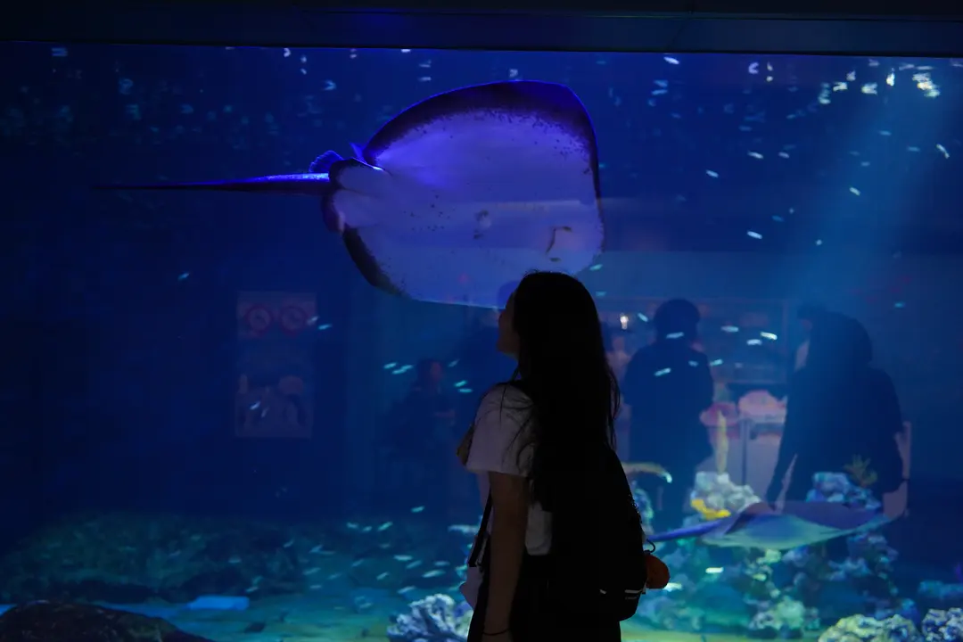 ราคาบัตร Lotte World Aquarium 2026: ส่วนลดและโปรโมชันคุ้มๆ ที่จัมซิล