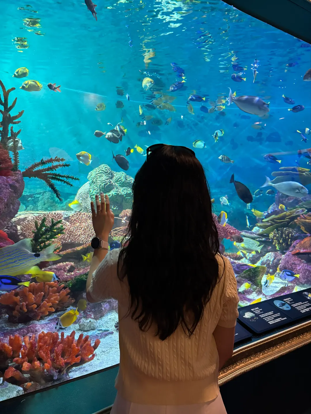 รีวิว Sea Life Coex Aquarium 2026: ที่เที่ยวในร่มสุดปังย่านกังนัม!