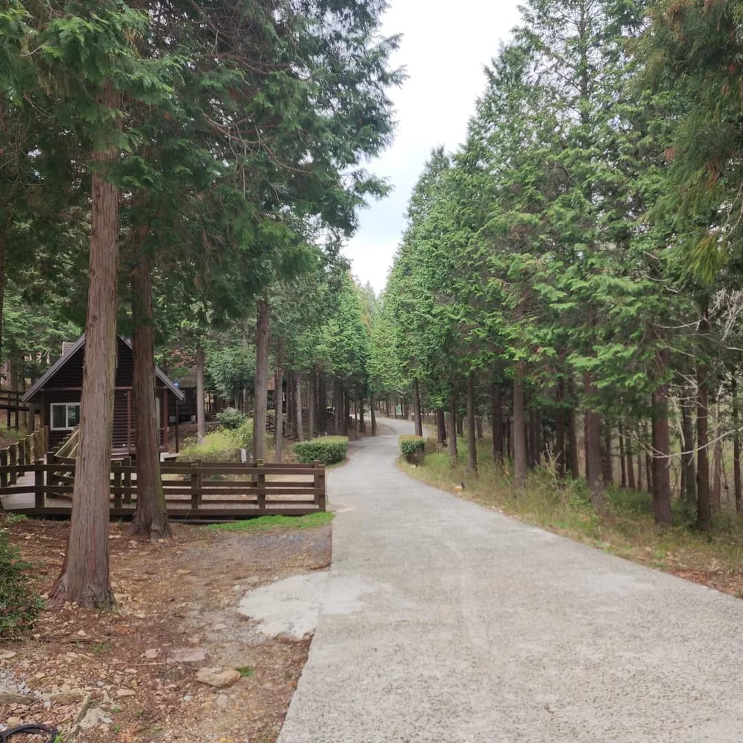 รีวิว Namhae Cypress Natural Recreational Forest 2026: ป่าสนสุดฟินที่นัมแฮ
