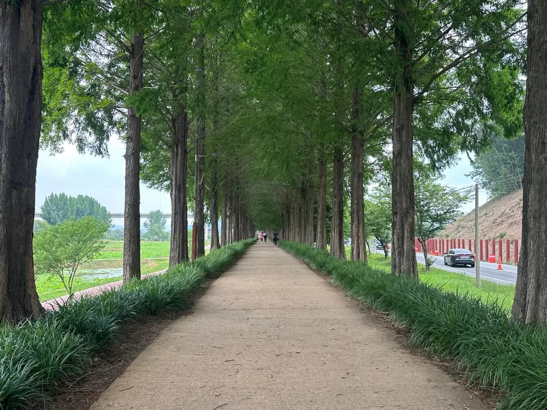 Gongju Metasequoia Road Review 2026: A Pleasant Walk with a Catch