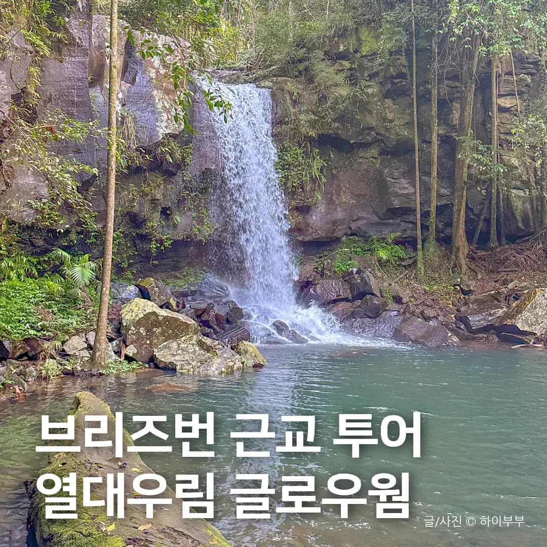 호주 브리즈번 여행, 근교 열대 우림 & 글로우웜 투어 후기