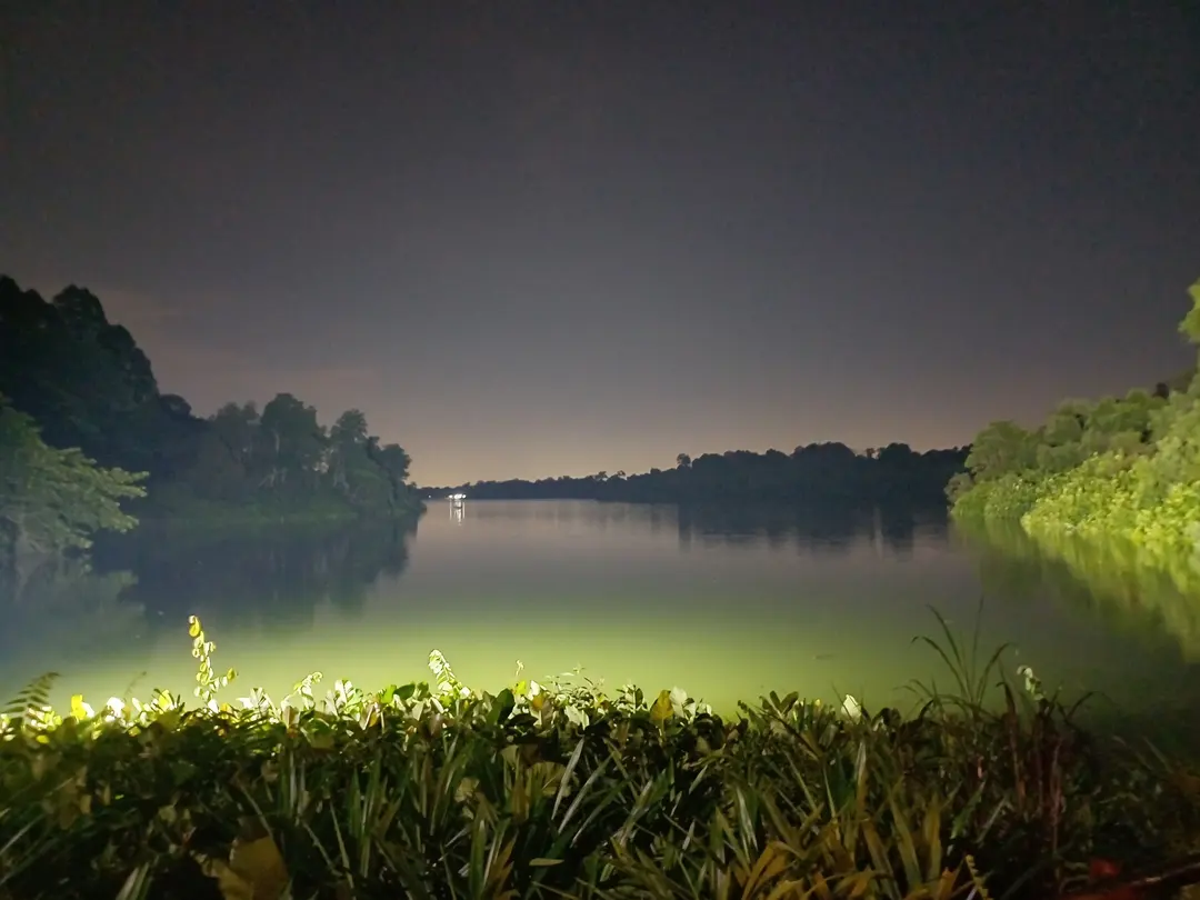 Singapore Night Safari Review 2026: A Thrilling Evening Wildlife Experience