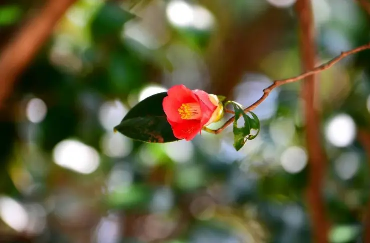 ดอกคาเมลเลียสีแดงบานสะพรั่งบนเกาะโอดงโด