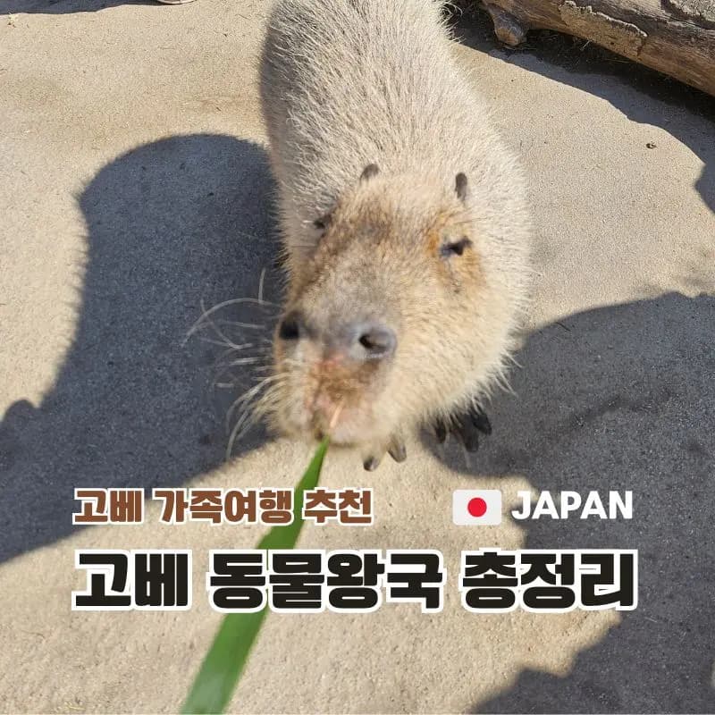 고베 아이와 가볼 만한 곳 고베 동물왕국 후기 입장권 할인 세트권 구매 방법