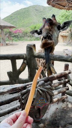 VinWonders Nha Trang Ticket Prices 2026: Alpine Coaster & Zipline Tips