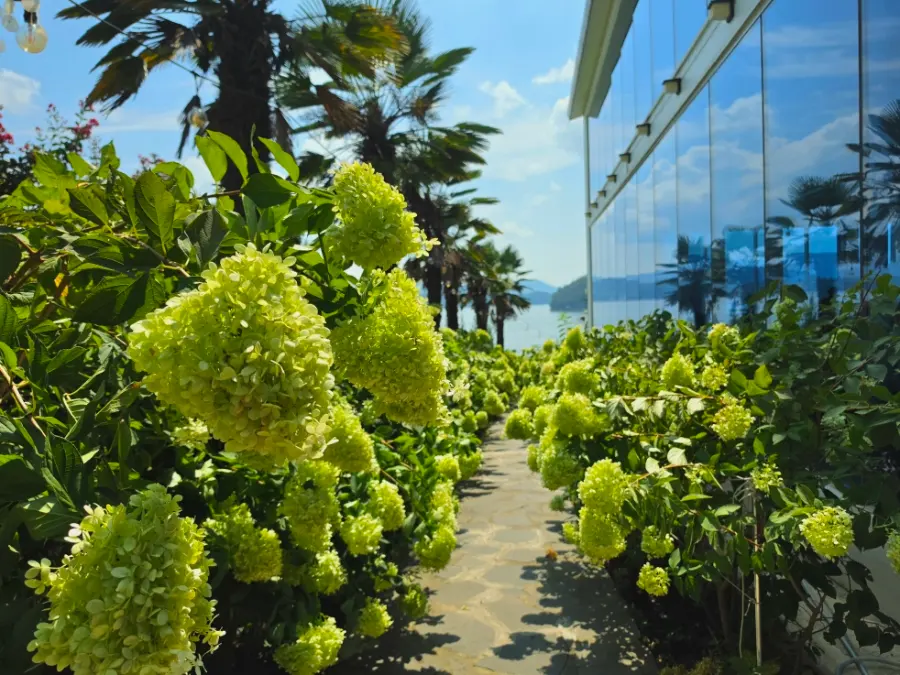 รีวิวคาเฟ่ Tongyeong Arsé 2026: วิวทะเลสุดปัง & ไฮเดรนเยียสวยฉ่ำ