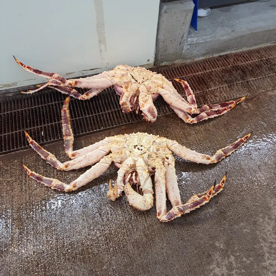 函館朝市の海産物