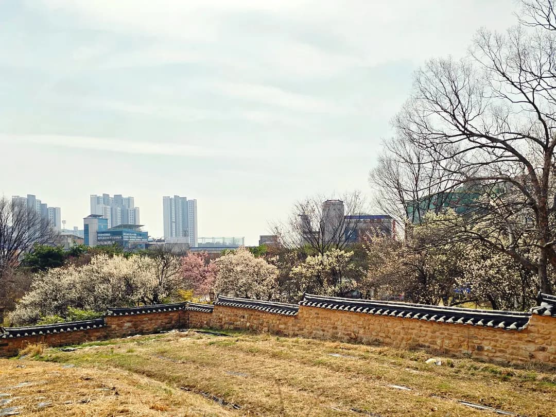 2026 대전 동춘당공원 매화 실시간 개화 현황, 주차장부터 홍매화 산수유까지