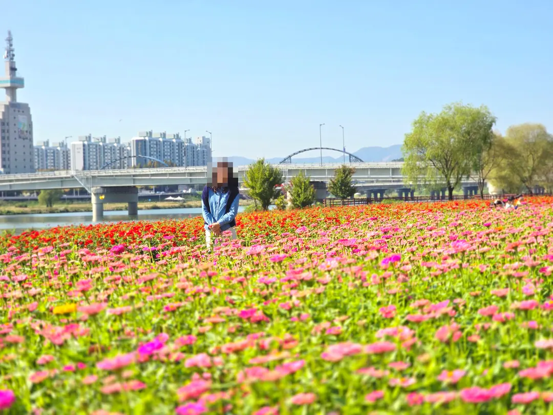 대전 가을 나들이 엑스포다리 수변공원 천변 백일홍