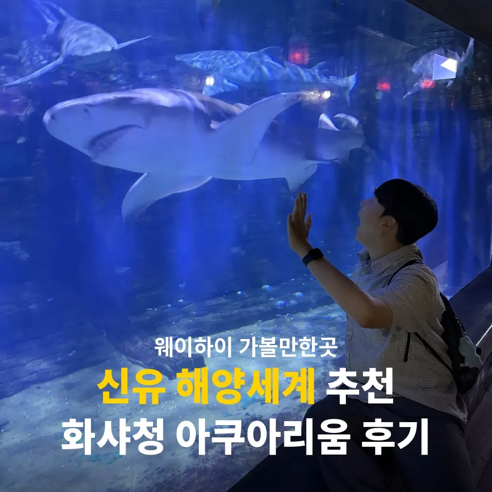 웨이하이 가볼만한곳 신유 해양세계 후기 화샤청 아쿠아리움 추천