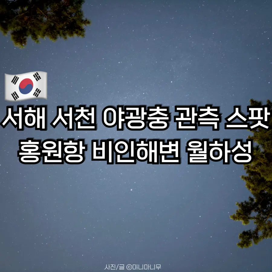 서해 서천 야광충 관측 스팟 홍원항 비인해변 월하성 시기 보는 법 총정리
