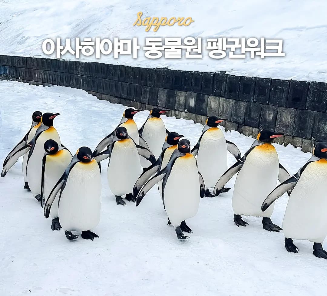 삿포로 근교 여행 아사히야마 동물원 펭귄워크 가볼만한 곳