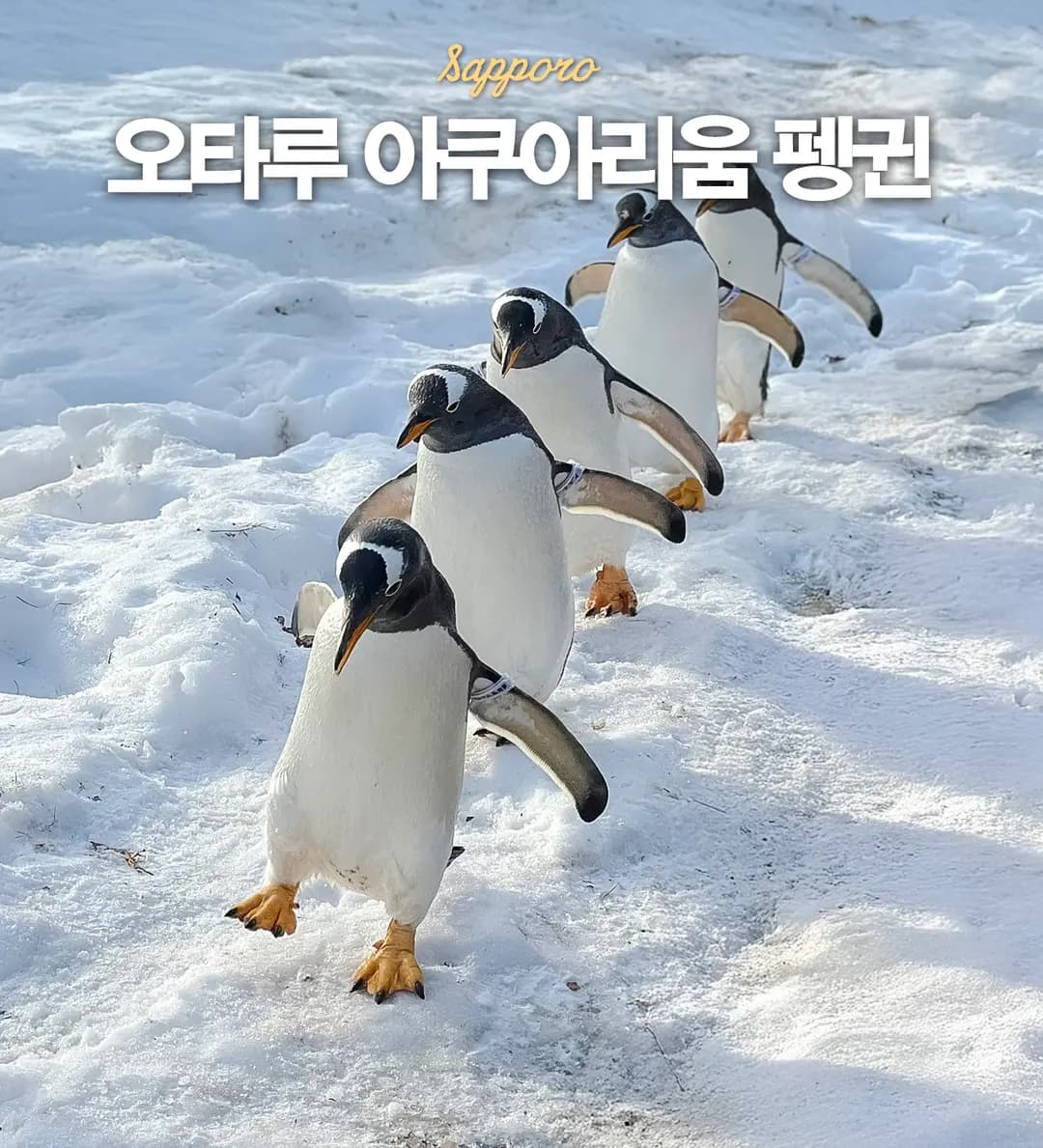 삿포로 오타루 아쿠아리움 가는 법 펭귄 워크 가볼만한 곳