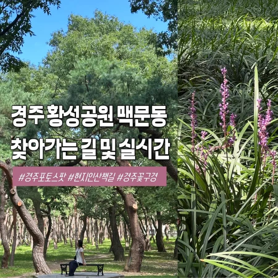 Hwangseong Park Gyeongju Liriope Bloom 2026: Photo Guide