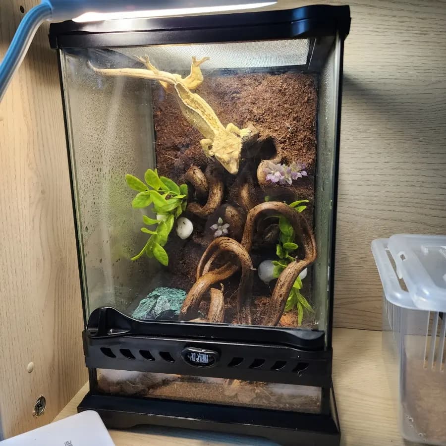 Geckos Republic Seoul Review 2026: Crested Gecko Supplies & More