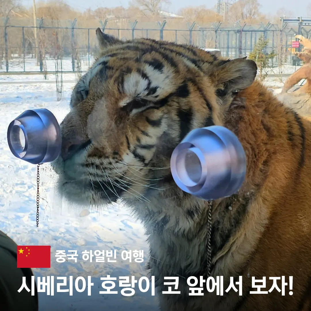 중국 하얼빈 가볼만한곳 동북호림원 타이거파크 입장료 시베리아 호랑이
