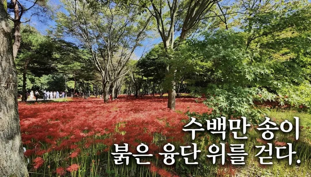 2026 영광 불갑사 상사화축제, 9월 남도 가을 여행지 추천