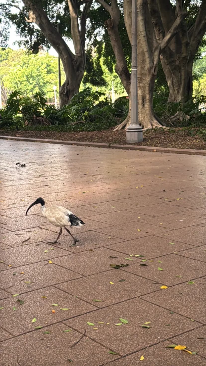 Sydney Hyde Park