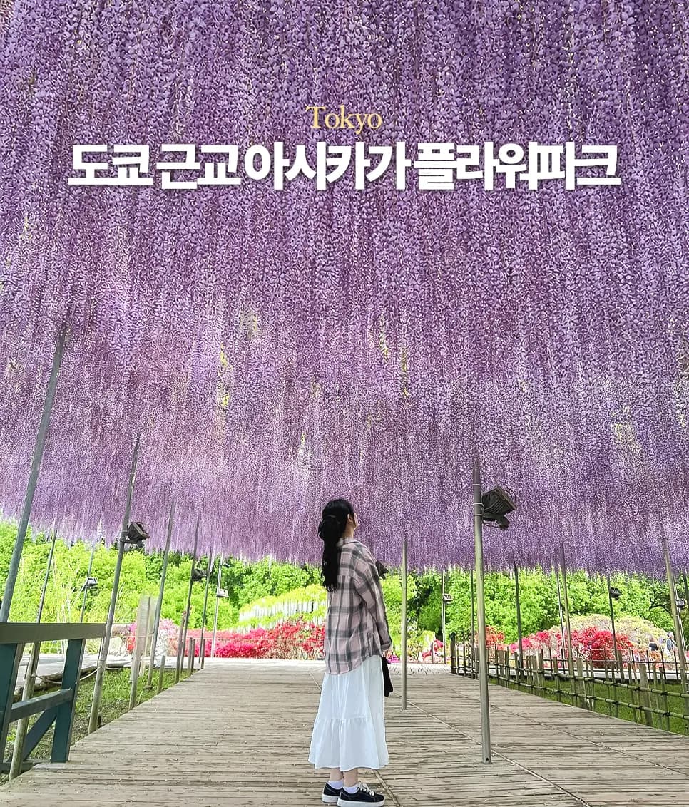 도쿄 근교 등나무꽃 명소 아시카가 플라워 파크 입장권 가는 법