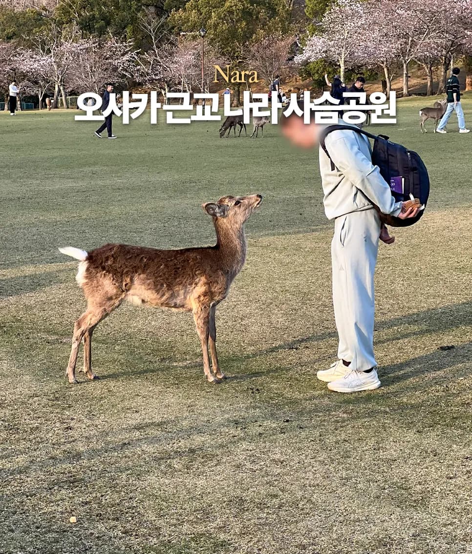 오사카 근교 나라 사슴공원 가는 법 입장료 센베 파는 곳