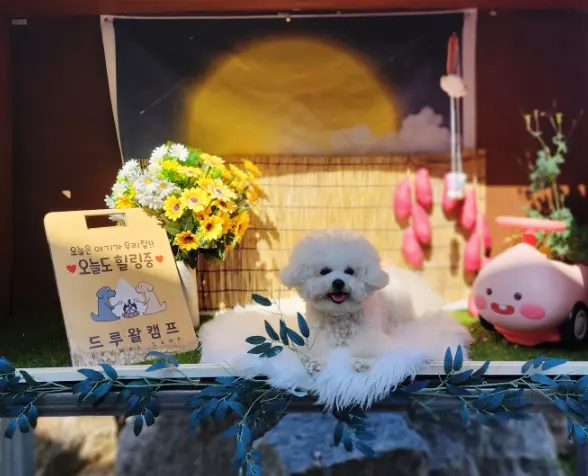 강원도 홍천 | 개별울타리가 있는 드루왈 애견캠핑장 (+B3사이트, 명당추천)