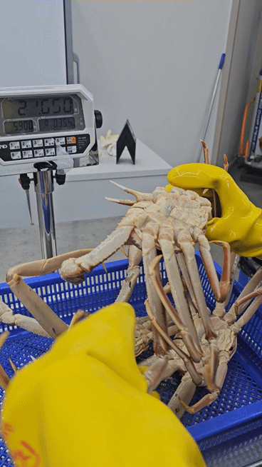GeSsano The Premium Ulsan: Fresh Snow Crab & Seafood 2026