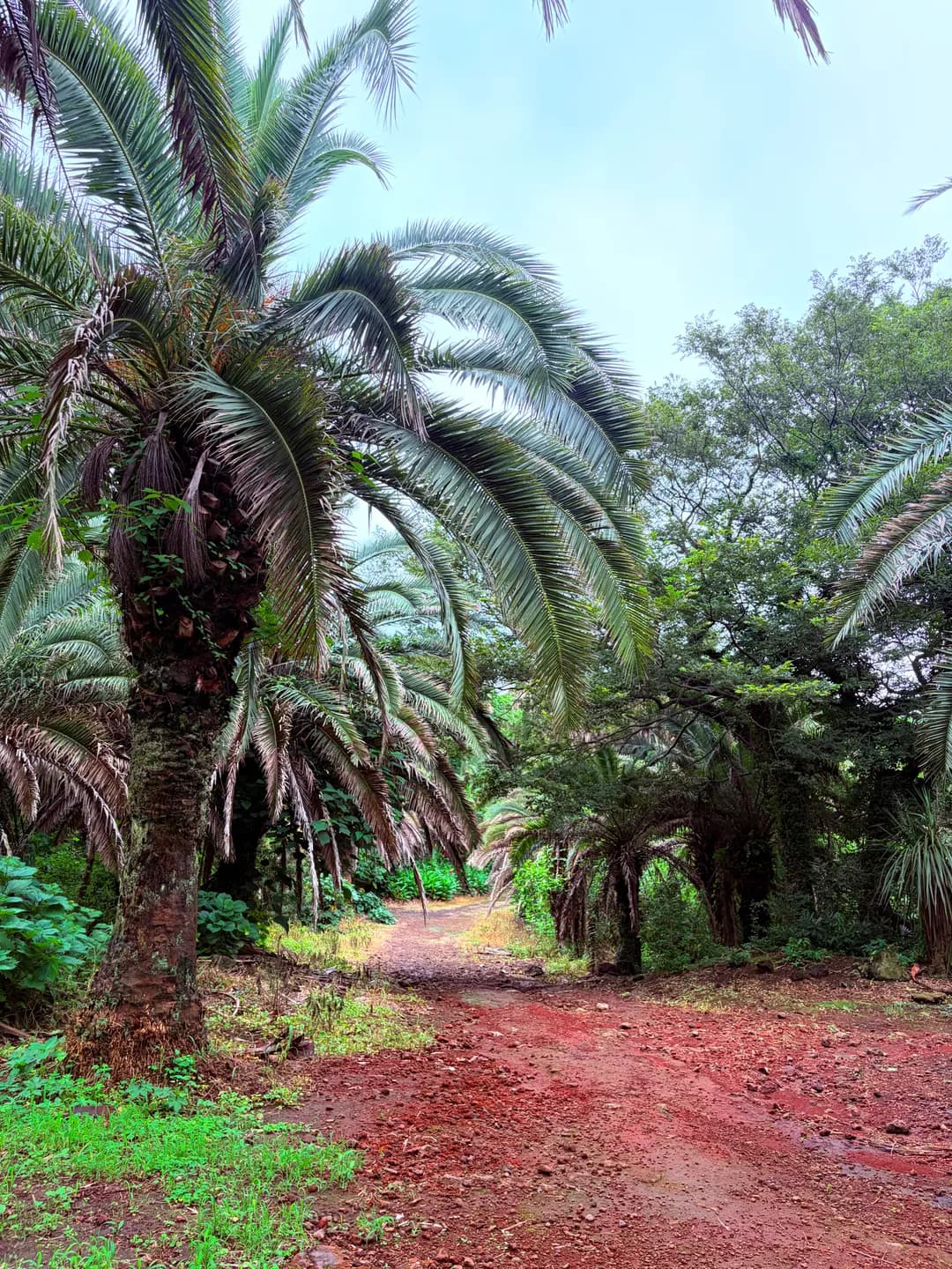 Jeju Tropicana Palm Farm Review 2026: Suriname Filming Spot
