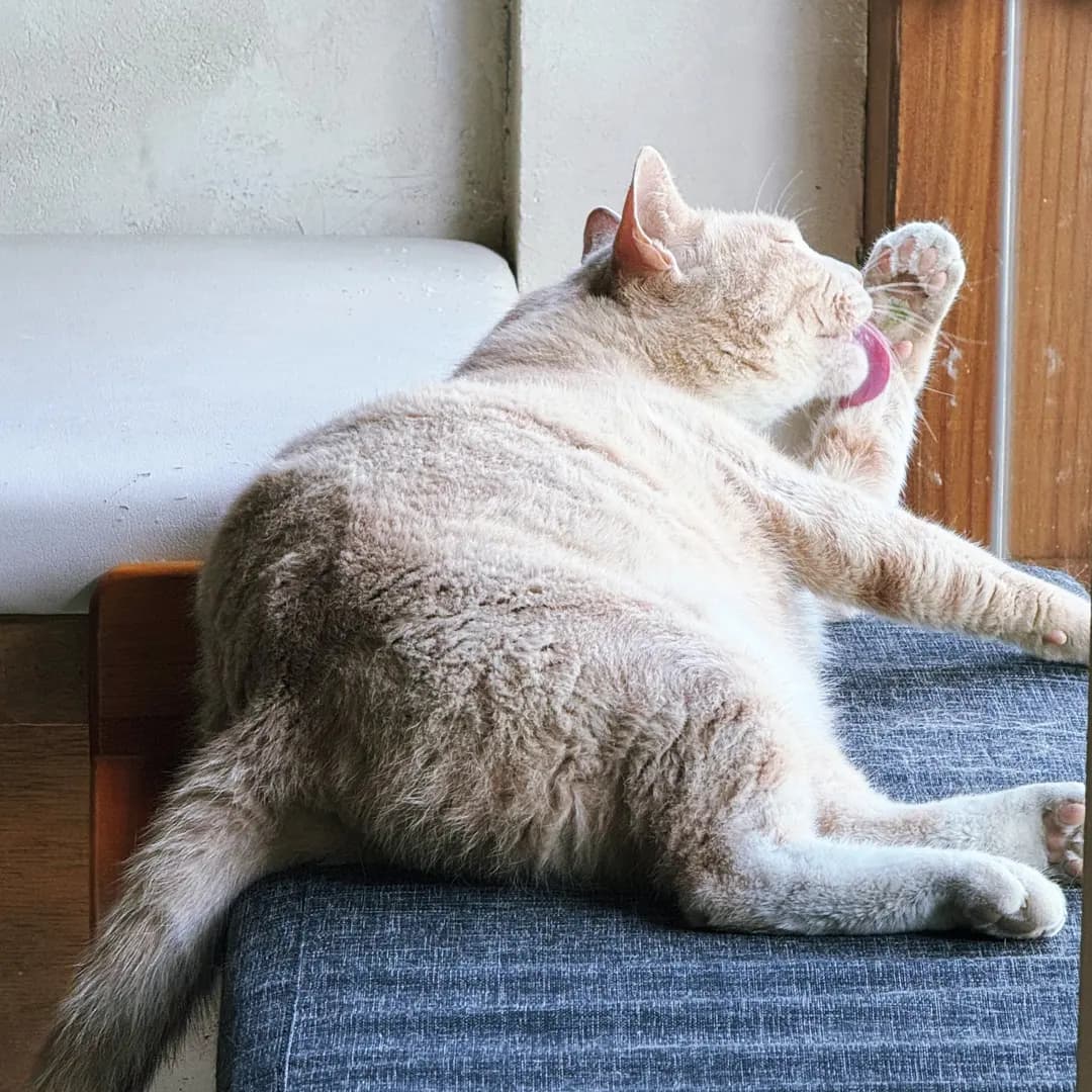 Small Bird Cafe Hyeonpung Review 2026: Hanok Charm & Playful Cats