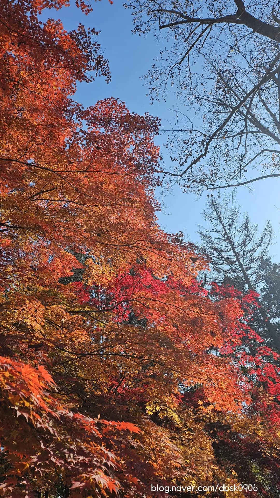 아이와 가을여행 남이섬, 단풍도 보고 배도 타고