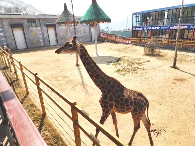 Feeding giraffes at Xixiakou Wildlife Park