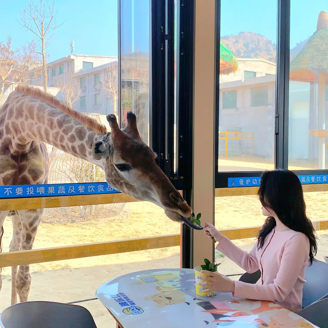 Weihai Xixiakou Wildlife Park: Giraffe Restaurant Feeding & Prices 2026