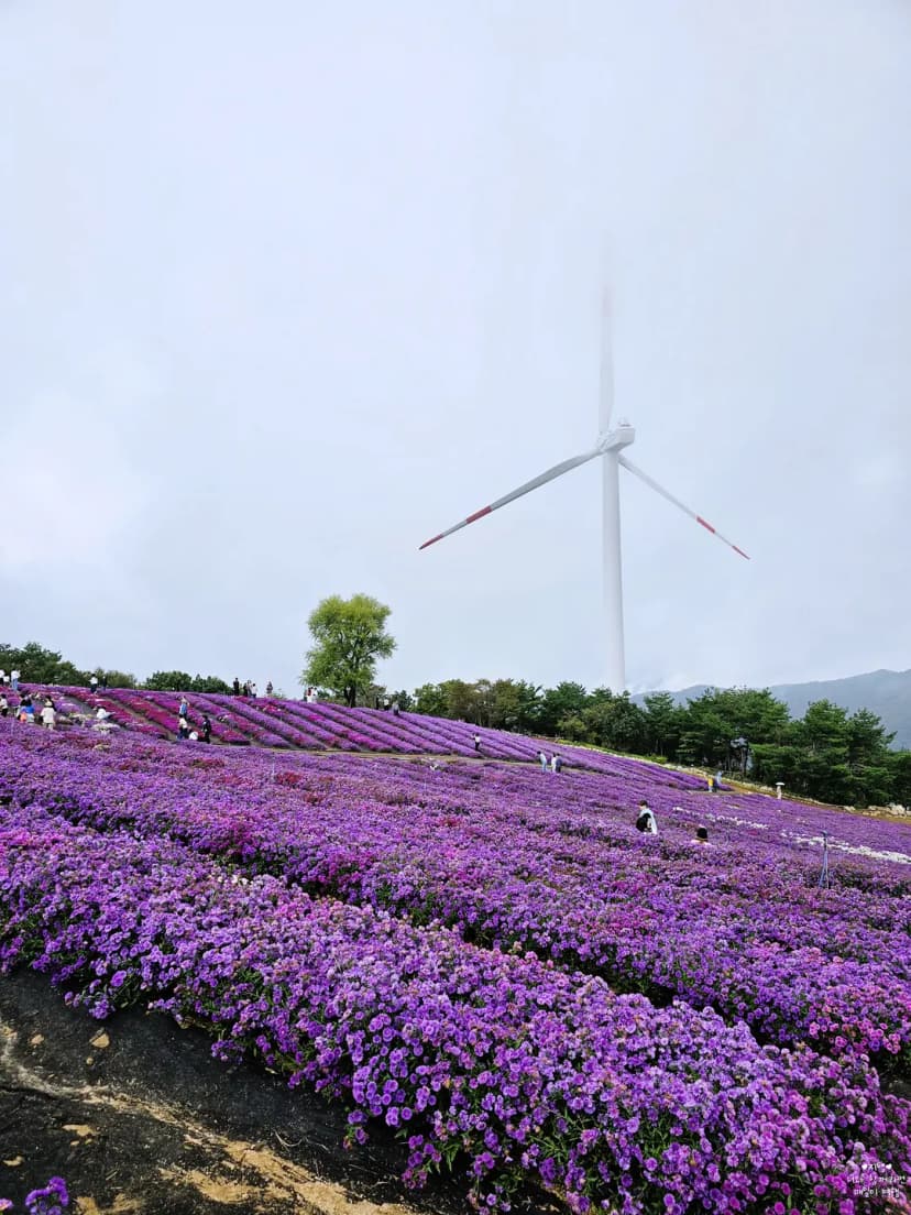 꽃이 정말 예뻤던 감악산 풍력단지 별바람언덕