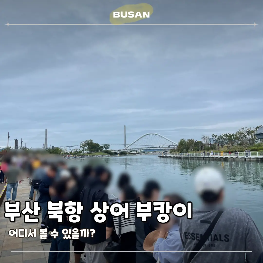 รีวิว บุคังงี่ ฉลามเซเลบแห่งท่าเรือเหนือปูซาน 2026: พิกัดเจอน้องเป๊ะ!