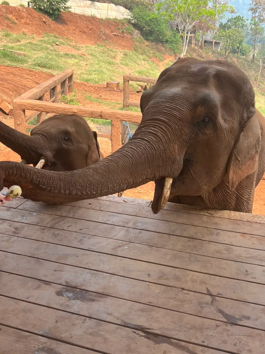 Chiang Mai Elephant Sanctuary Tour 2026: My Honest Review