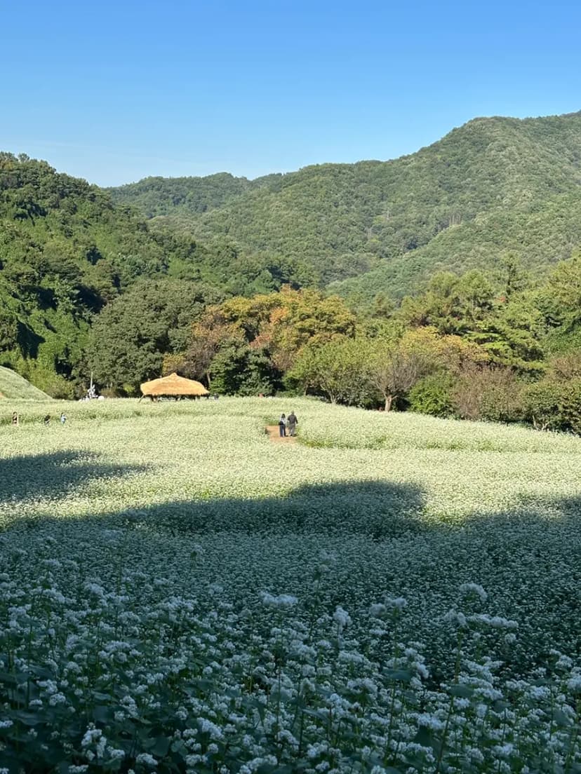 청주 10월 가볼만한곳 추정리 메밀밭 전경