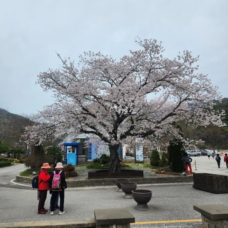벚꽃비 내리는 고창 선운사 선운사입장료 고창 가볼만한곳