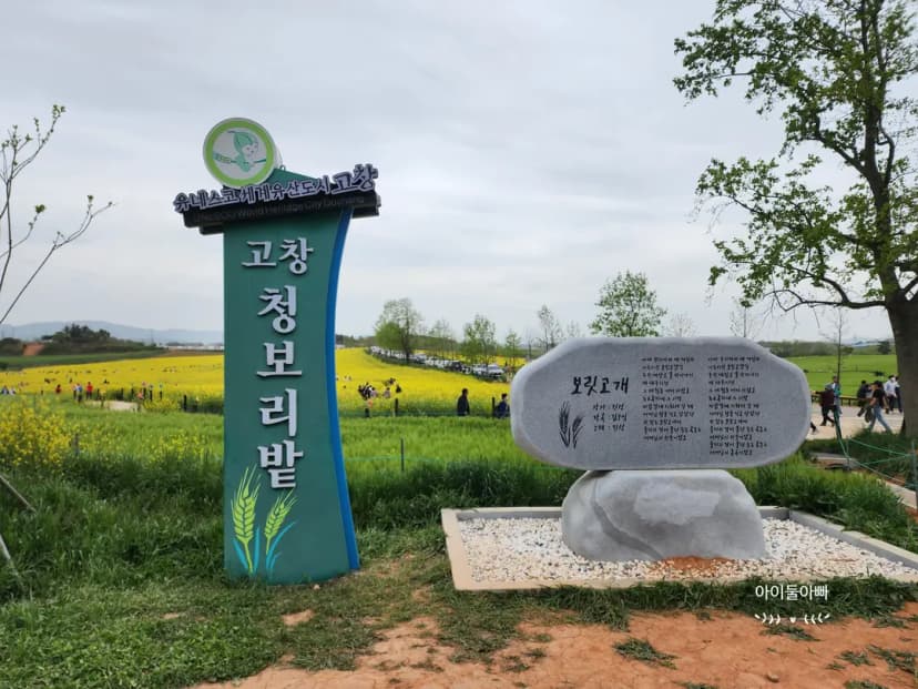 고창청보리밭