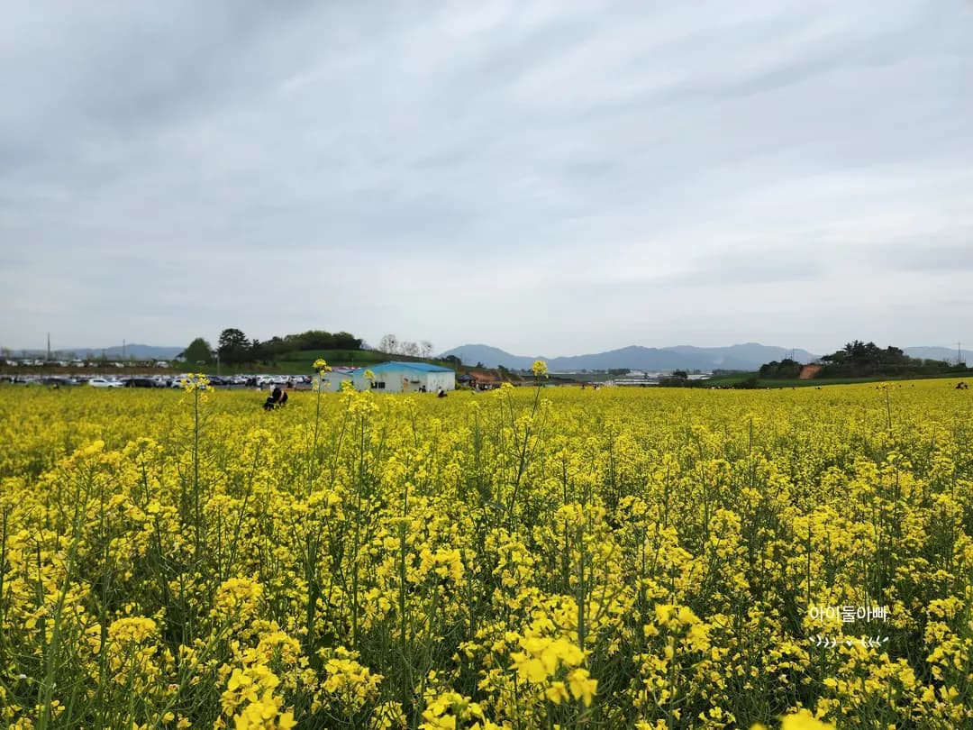고창청보리밭축제 사진 찍기 좋은 포토존 정리