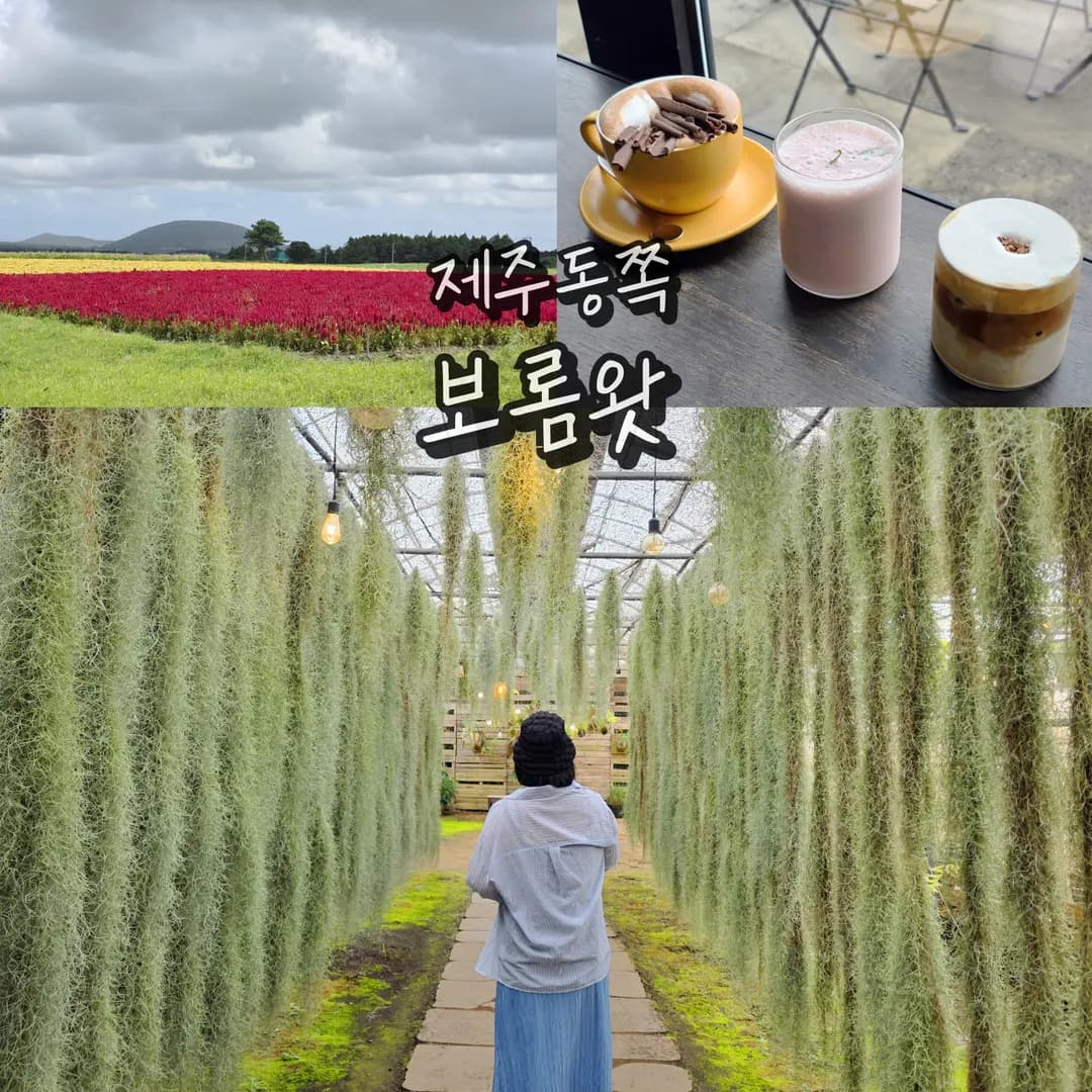 제주 카페 추천 보롬왓 제주도 서귀포 가볼만한곳 관광지