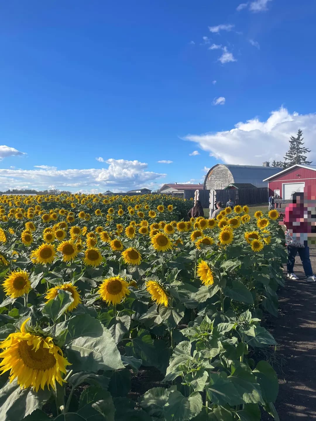 에드먼튼 일상 9/30 휴일 나들이 🌽 에드먼튼 콘메이즈(Edmonton Corn Maze) 해바라기밭 유픽 & 점핑필로우 개미지옥 후기! 🌻