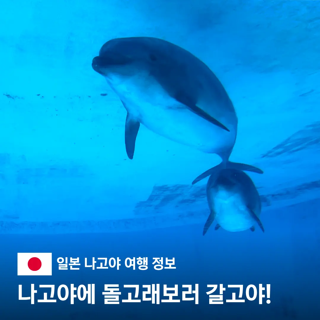 Nagoya Port Aquarium Ticket Prices 2026: Orca Show & Tips