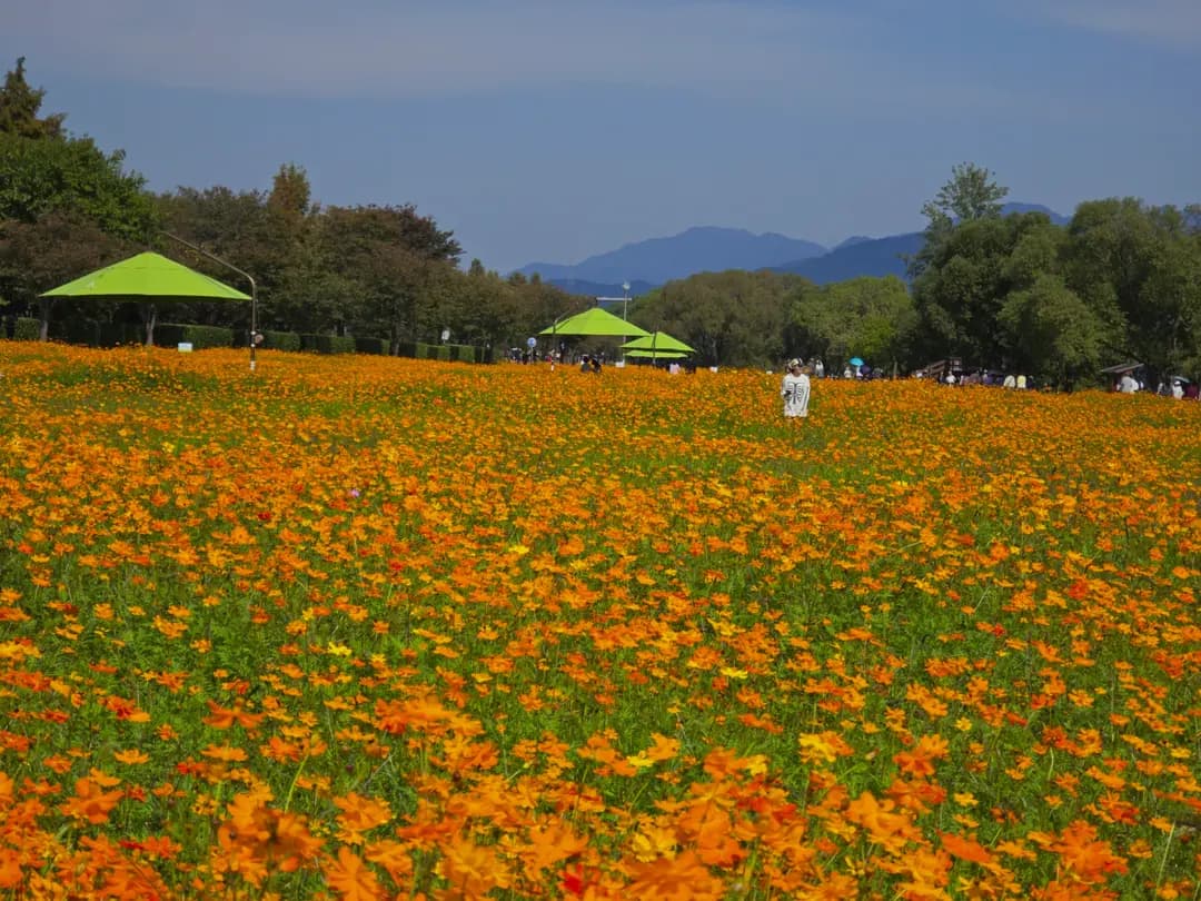 남양주 물의 정원 코스모스 2026 10월 9일 개화 현황 직접 보고 왔어요