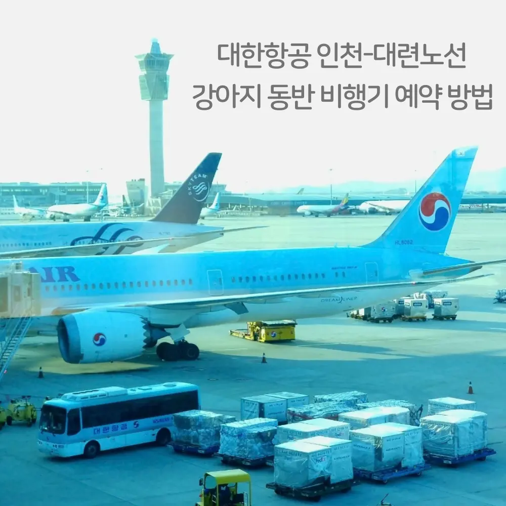 大韓航空攜帶狗狗搭機指南2026:仁川大連航班預訂與申請流程