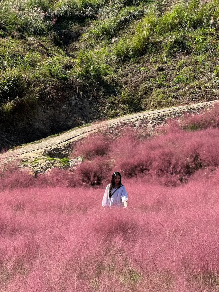 괴산 핑크มุลลี่บานสะพรั่งที่พิงค์ฮิลล์ กลาสการ์เดน 2026: ถ่ายรูปสวยฟรี!
